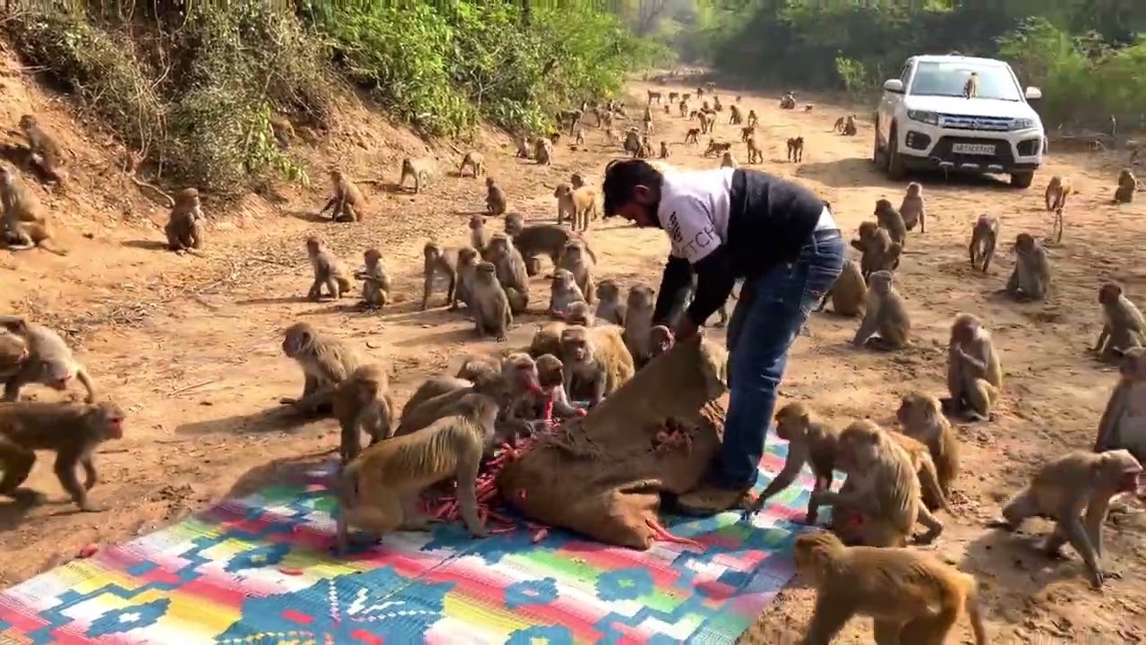 बंदर की सेवा ❤️🙏#humanity #respect #helping #viralvideo #trending #youtubevideo 