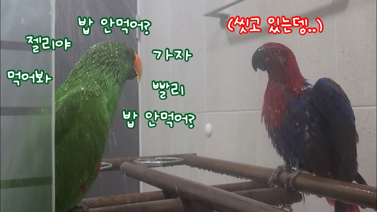 [지구젤리/쫑알] 밥 먹을 시간에 씻긴 내 잘못