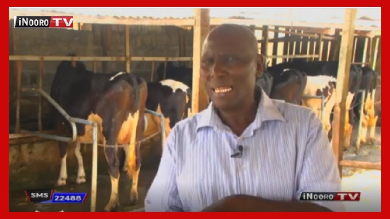 Ũrĩmi wa ng’ombe cia iria Kajiado; #MũgamboWaMũrĩmi