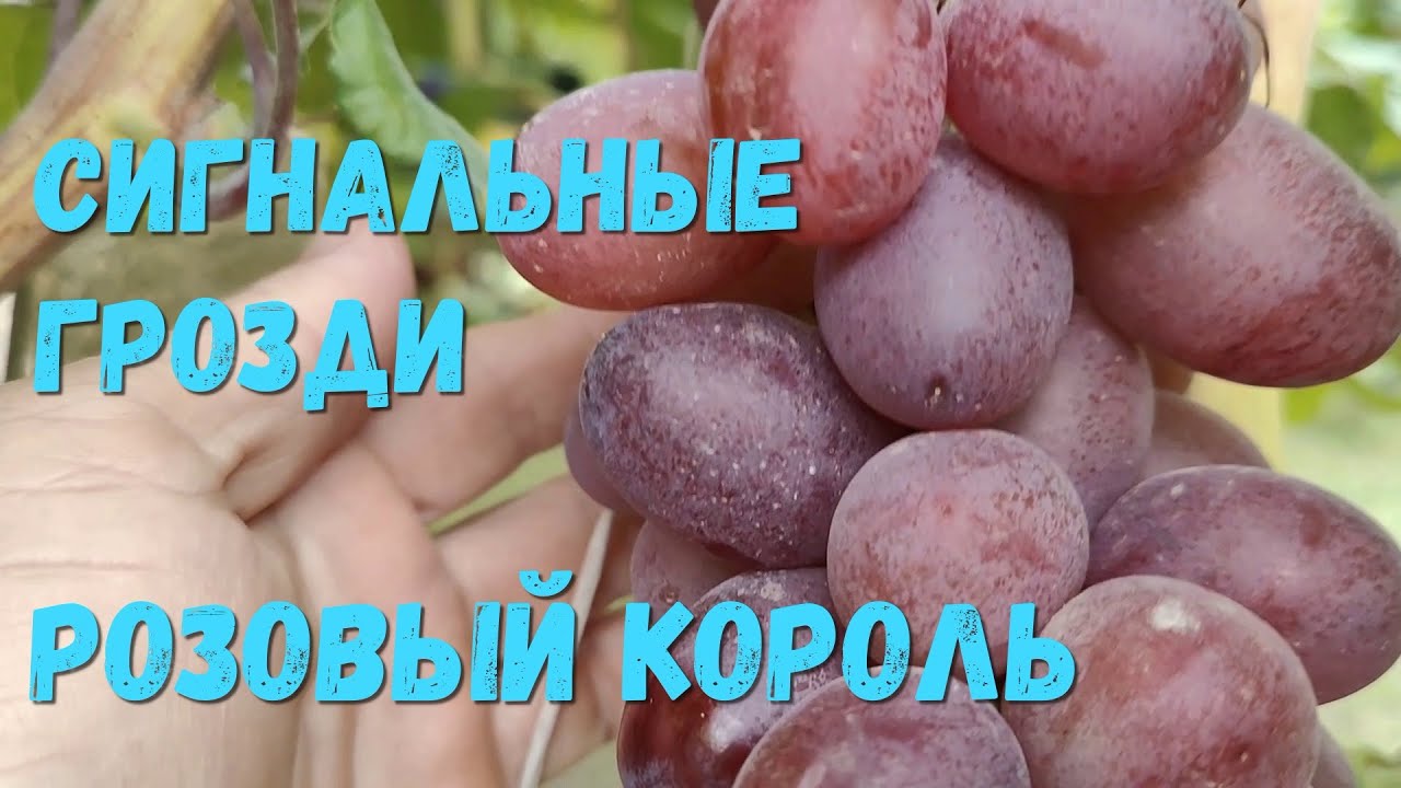Обзор сигнальных гроздей на прививках 2025 г.(2)