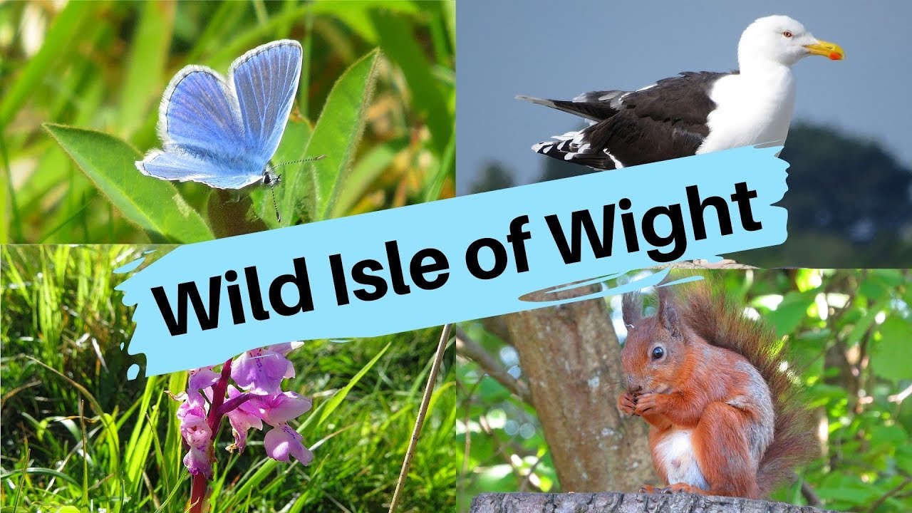 Wild Isle of Wight...Red Squirrels, Blue Butterflies, Orchids and more!