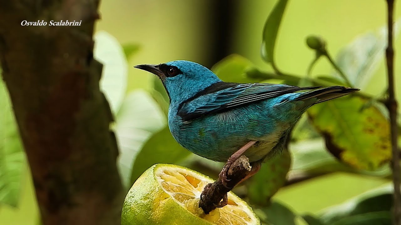 SA&Iacute;-AZUL macho (DACNIS CAYANA), BLUE DACNIS, SA&Iacute;RA-DE-BICO-FINO, AZULEGO, SA&Iacute;-BICUDO.