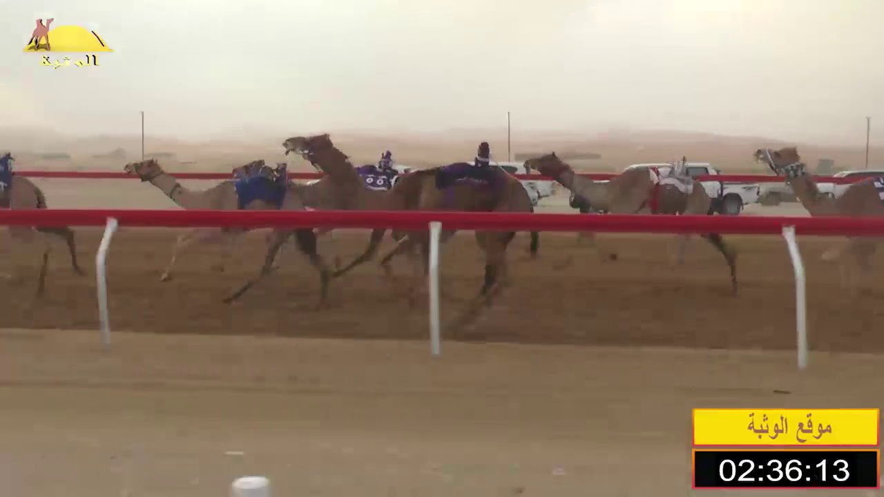 الشوط 5 (قمريه) لـ محمد سعيد بالكيله العامري , شارة الاتحاد 2019/12/12 الساد حقايق