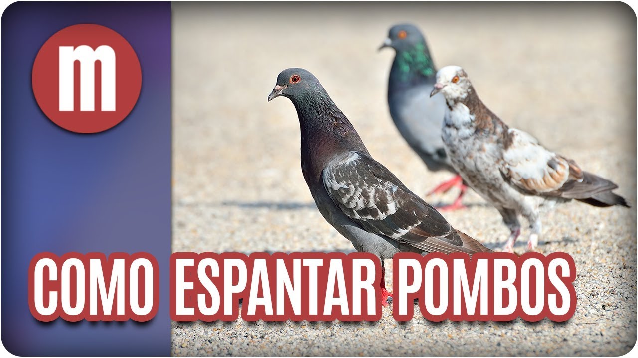 Como espantar os pombos de casa - Mulheres (31/01/18)