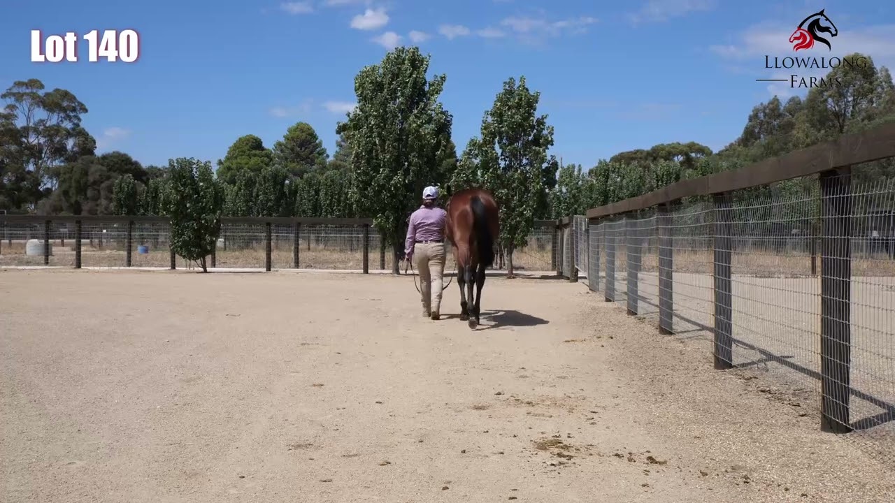 Lot 140 CAPTAINTREACHEROUS US / QUEEN OF POP YEARLING FILLY