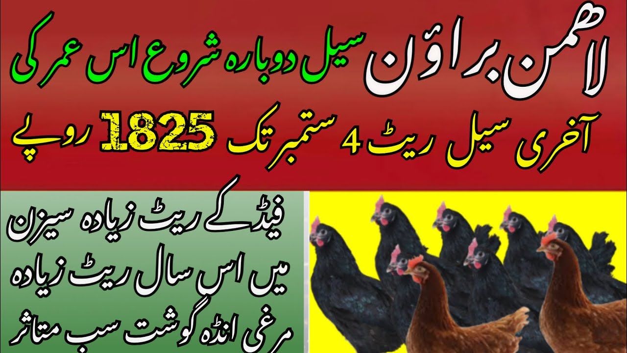 Lohmman Brown & Lohmman Black  business in Pakistan 