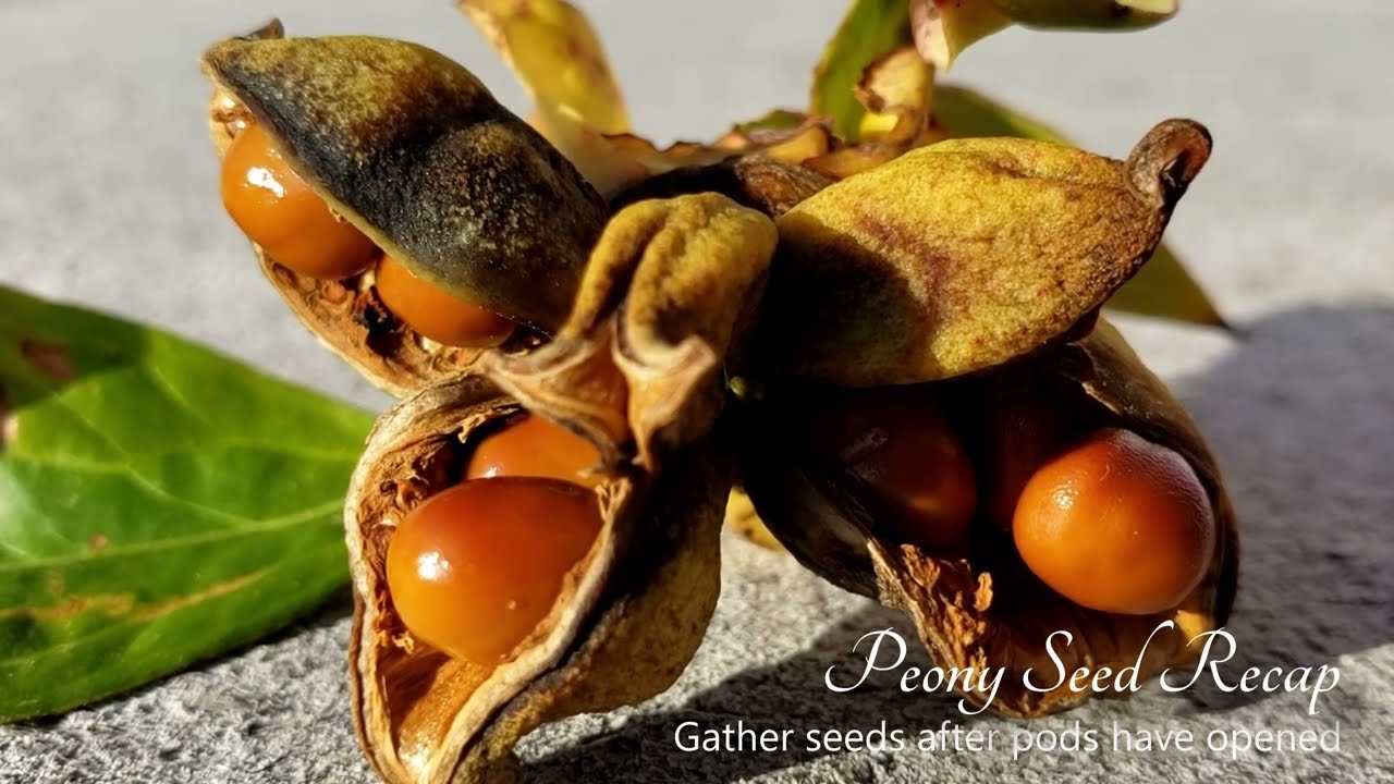 Growing Peony From Seed Part 2