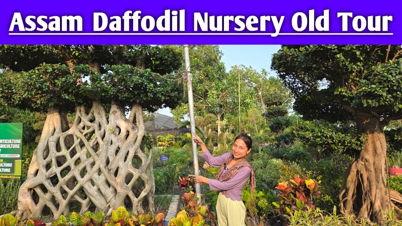 Assam Big Nursery Daffodil Nursery Old Tour||Bodhi Sanjiban||