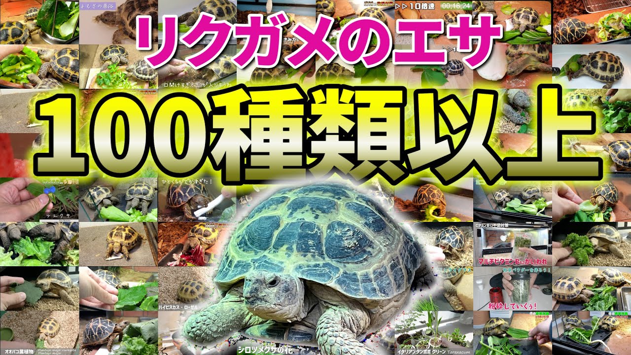 2年間で与えた100種類以上のリクガメのエサをすべて紹介します。