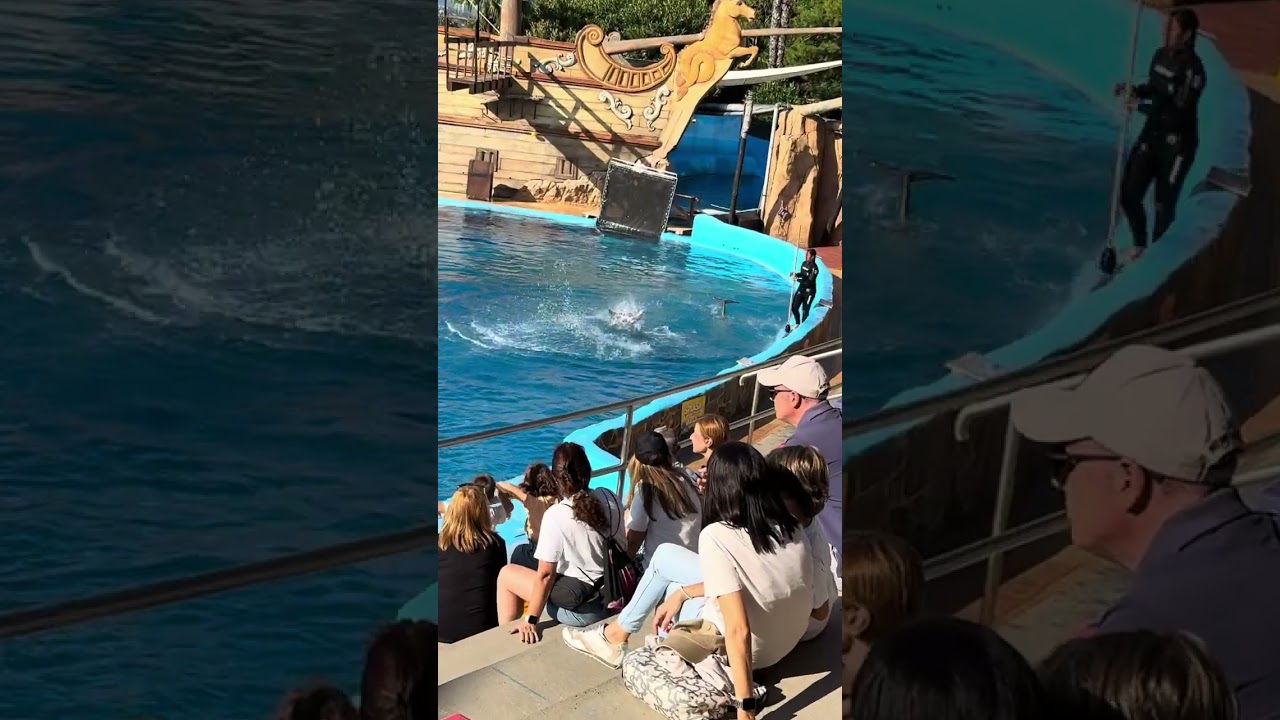 mundomar dolphins