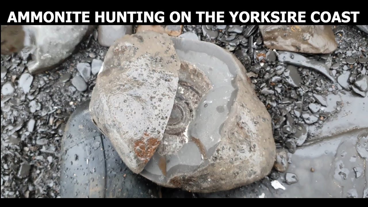 Ammonite hunting on the Yorkshire coast. #whitby #fossilhunting