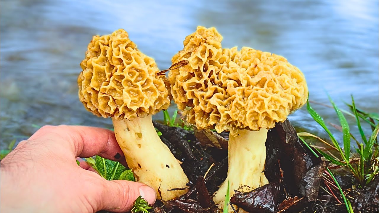 TANTI funghi Morchelle 🍄 e Prugnoli di aprile 2024