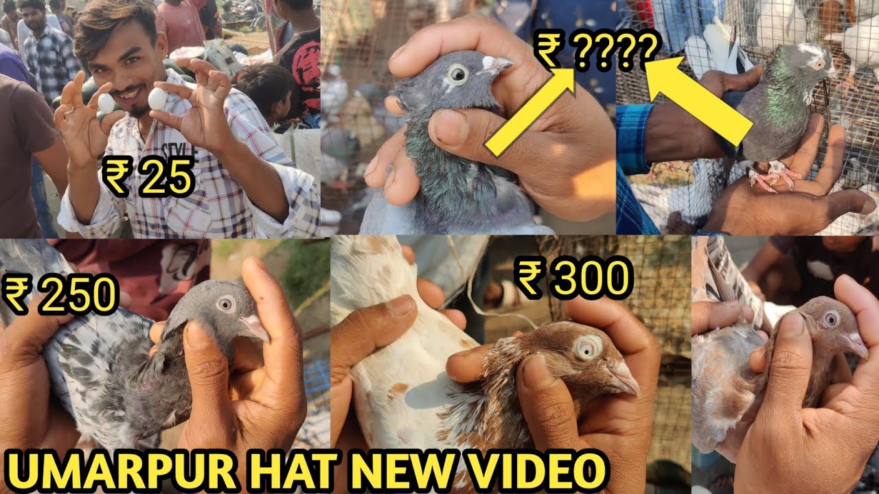 UMARPUR HAT // UMARPUR Pigeon hat Market In Mushidabad // PYAR O Pakhi HAT  #fish #bird #kabutar