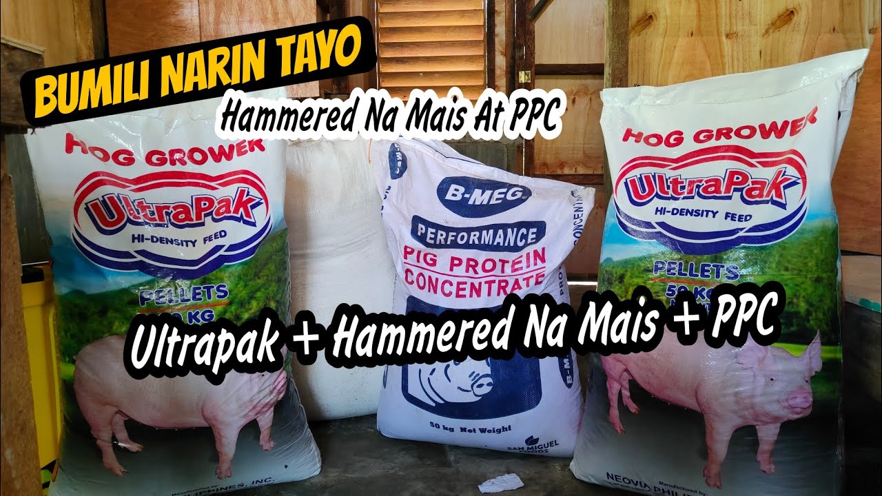 Hammered Corn At PPC Pagkain Para Sa Baboy Para Lalong Bumigat