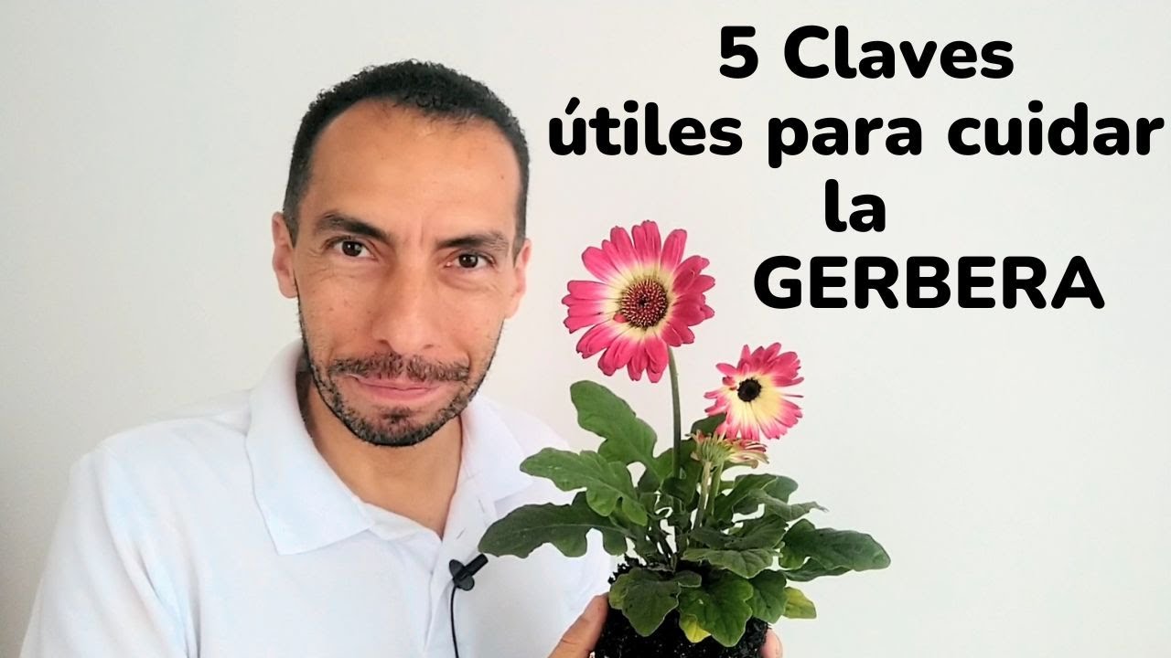 Cinco claves fáciles para el cuidado de la GERBERA
