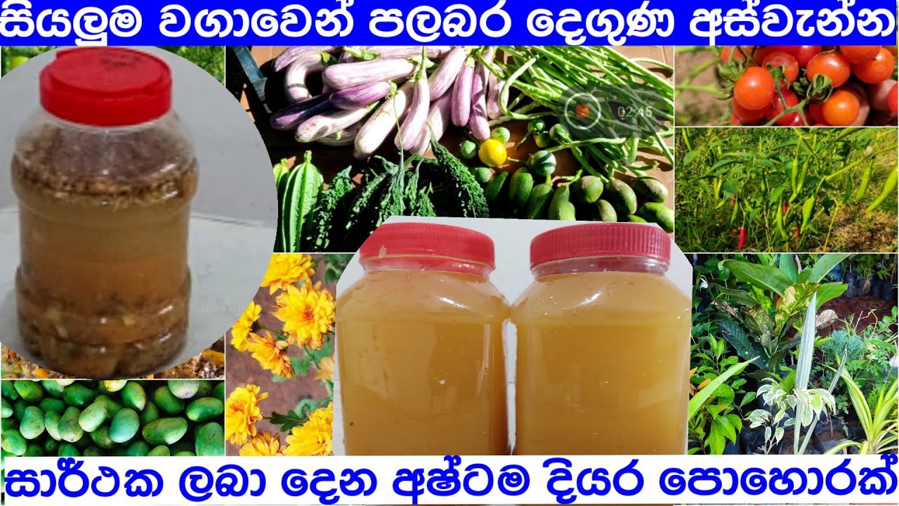 බලාසිටිද්දී අස්වැන්න දෙන/අෂ්ටම දියර පොහොරක්| astama diyara pohorak