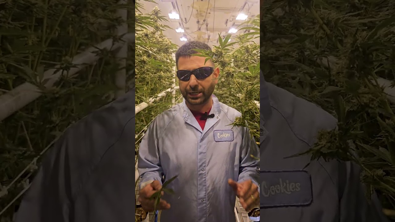 How to Fix Yellow Cannabis Leaves