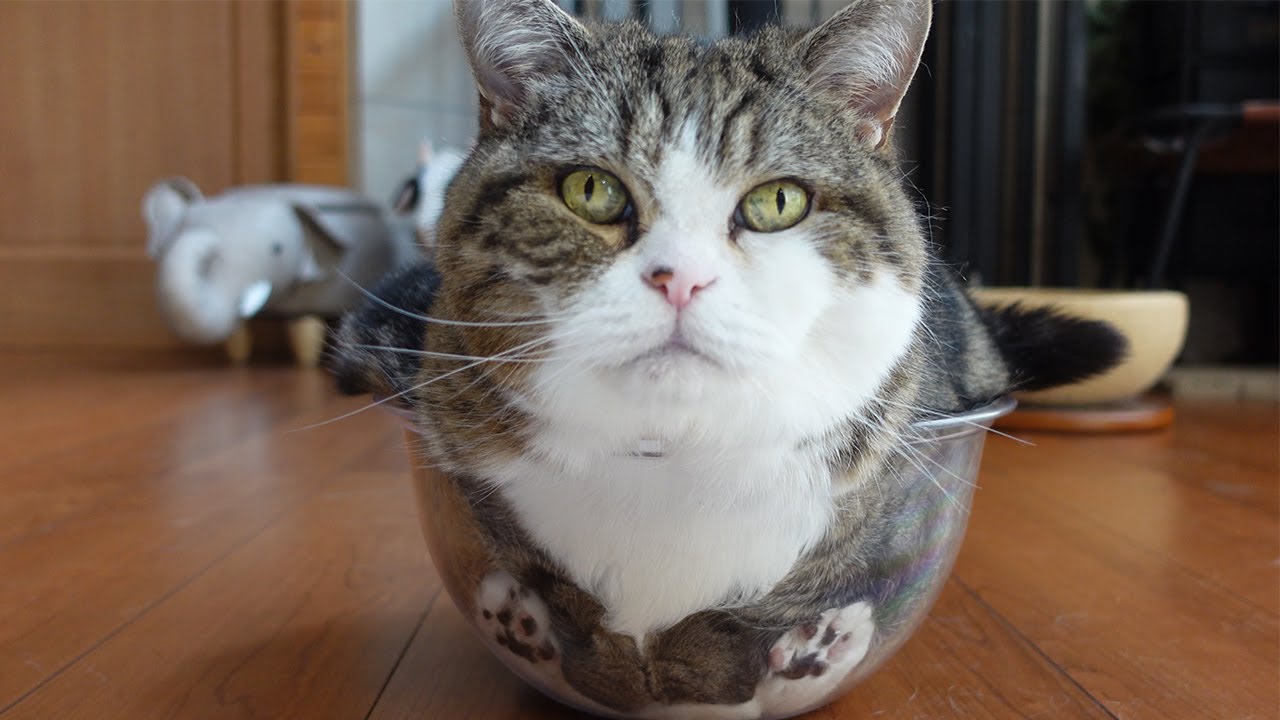 素晴らしいおケツ感覚の持ち主なねこ。-Maru has a great sense of butt.-
