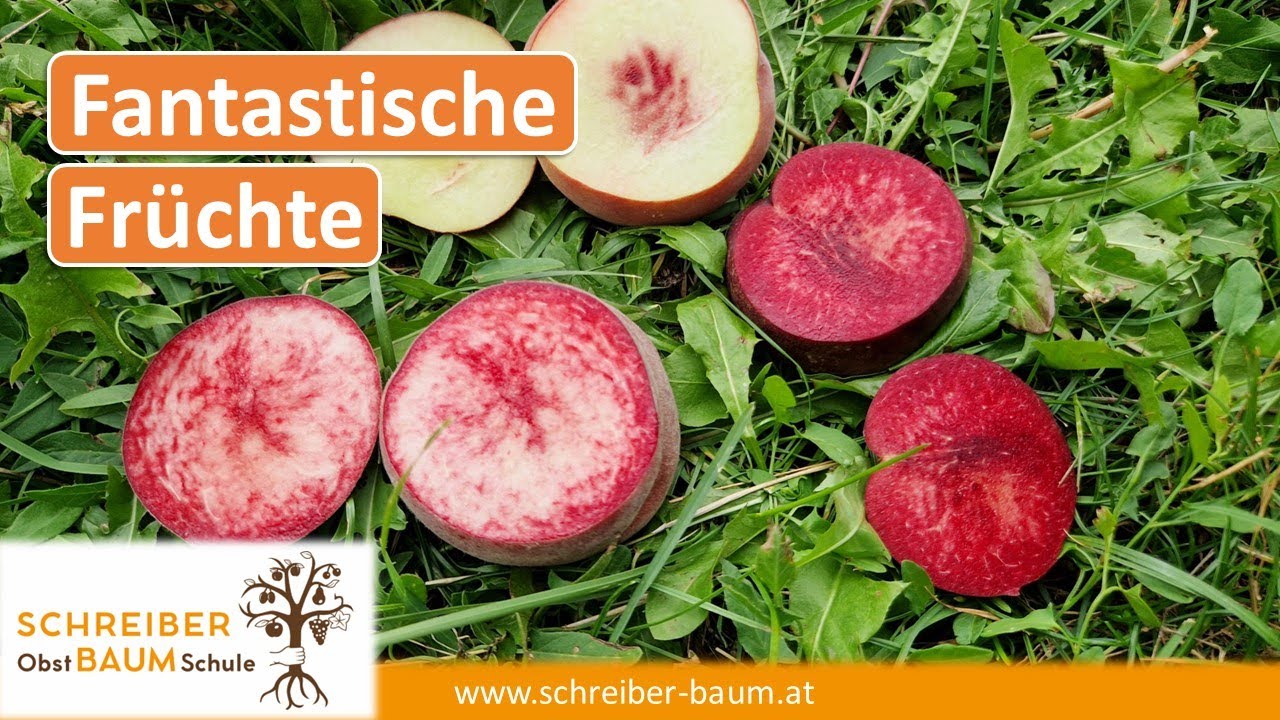 Sortenempfehlung! Super Weingartenpfirsiche und eine ganz besondere Nektarine