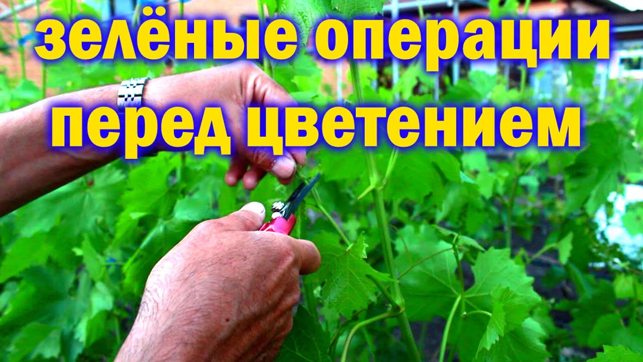Зелёные операции перед цветением винограда. Ключ к успеху!