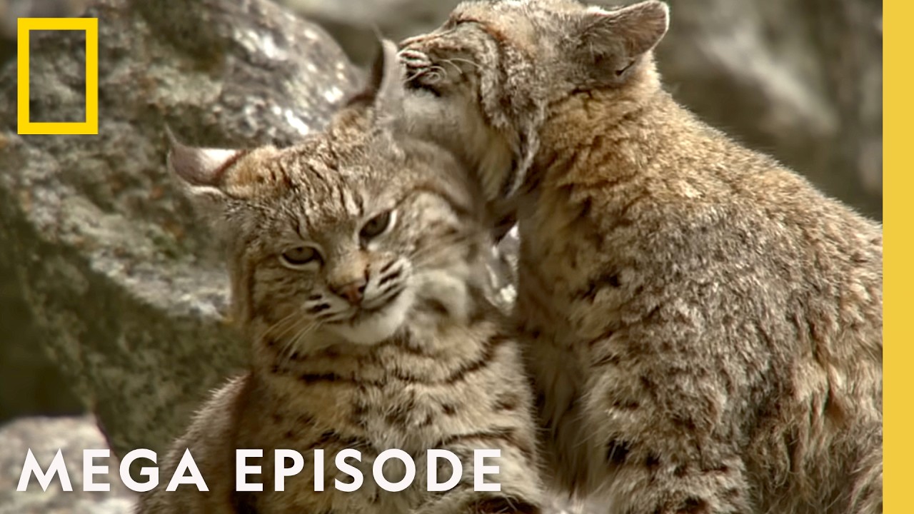 Relax with America's Most Iconic National Parks | MEGA Episode | National Geographic