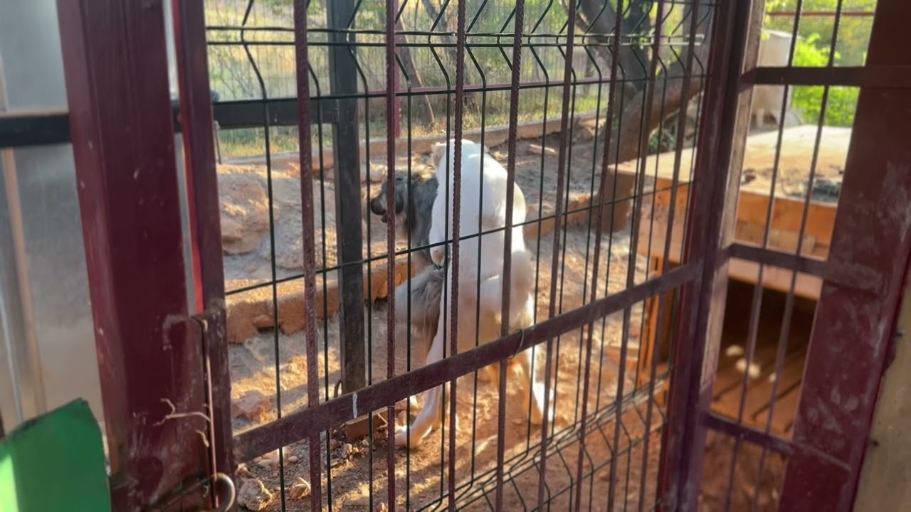 Alabai dog mating 