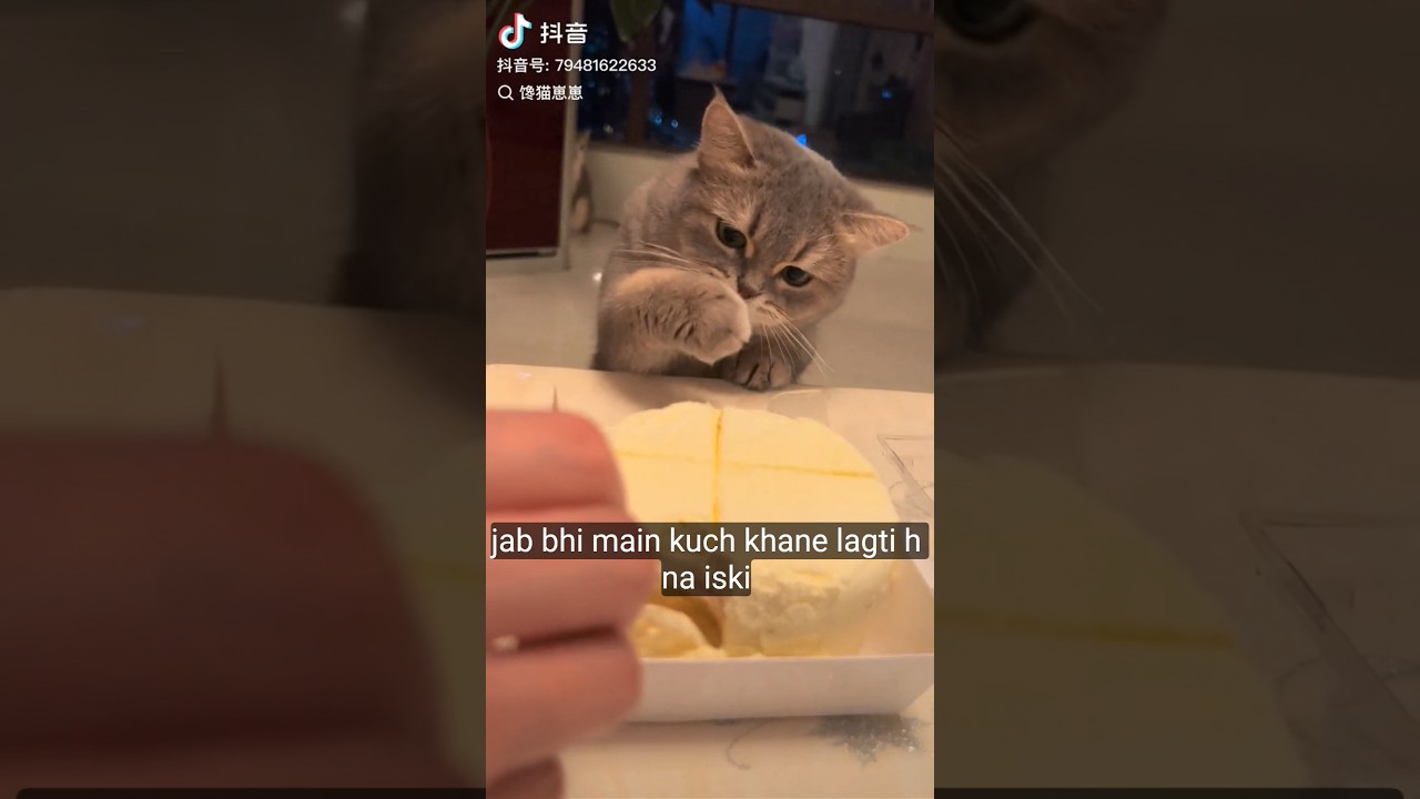 CUTE CAT EATING CAKE ! 😍🥰🎂🎂 