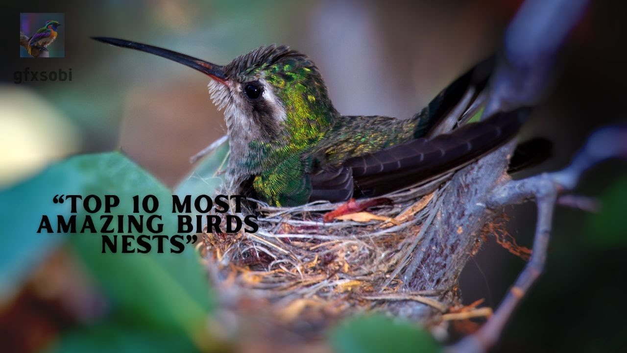 Top 10 Most Amazing Birds&rsquo; Nests
