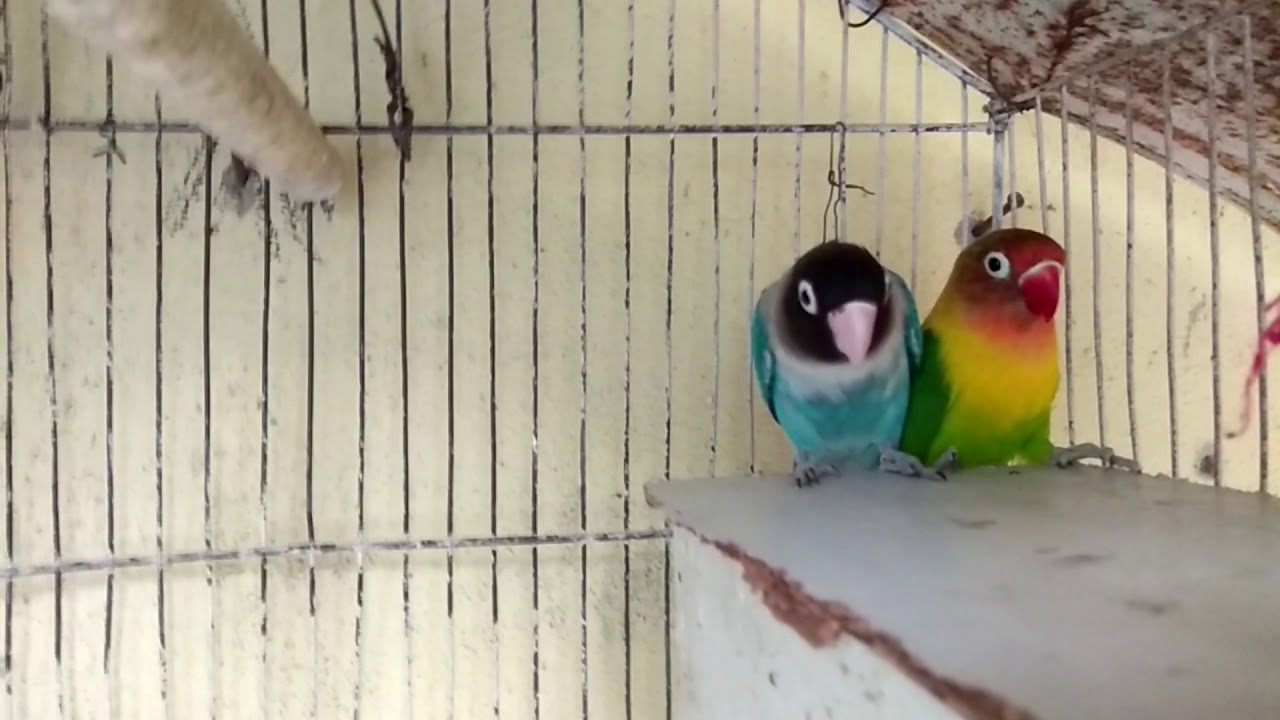 Agapornis fugiu e comprei uma f&ecirc;mea nova?? Nova agap&oacute;rnis  