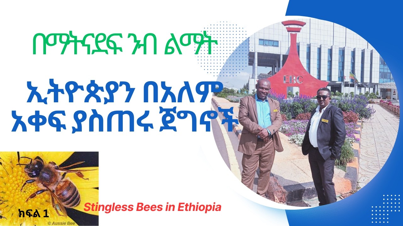 በማትናደፍ ንብ በዓለም አቀፍ ደረጃ የኢትዮጵያን ስም ካስጠሩ ጀግኖች ምን እንማራለን? What Do We Learn from STINGLESS BEE KEEPERS?