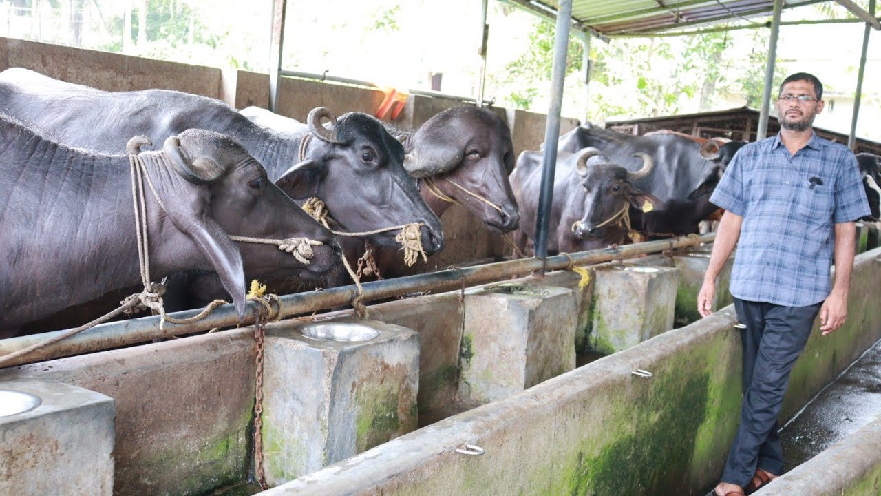 10 എരുമകളിൽ നിന്നും ദിവസേന 10000 രൂപ ലാഭം|Low cost Buffalo farming