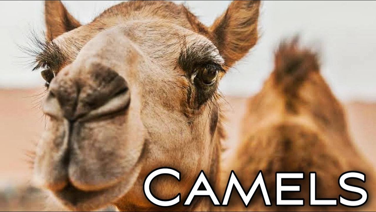 Camels Don't Mind Spines In Their Cacti. Camel What We Know So Far. Animal Watch