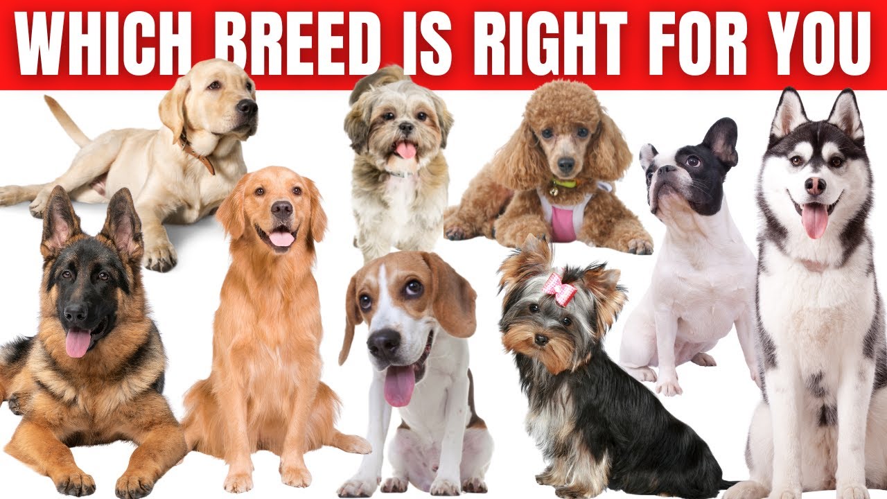 Top 10 Dog Breeds and Which Breed is Right for You