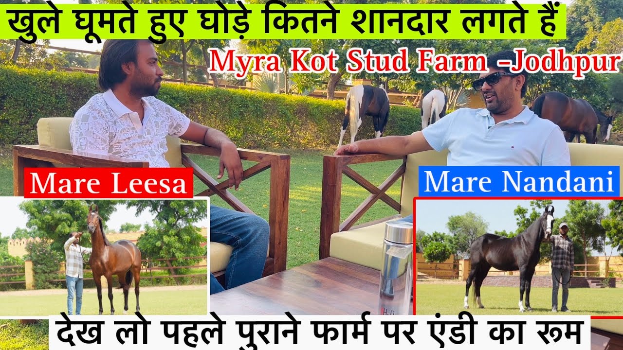 देखिए Myra Kot Farm कि बच्चे वाली घोड़िया और किस रूम मैं रहता था एंडी घोड़ा !