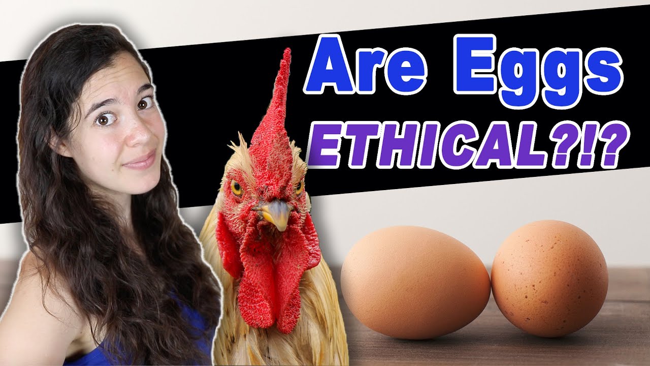 CAN VEGANS EAT EGGS?? || The TRUTH about the egg industry