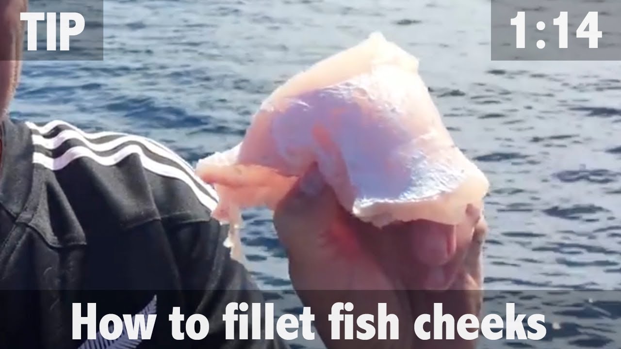 HOW TO FILLET HAPUKU / BASS CHEEKS