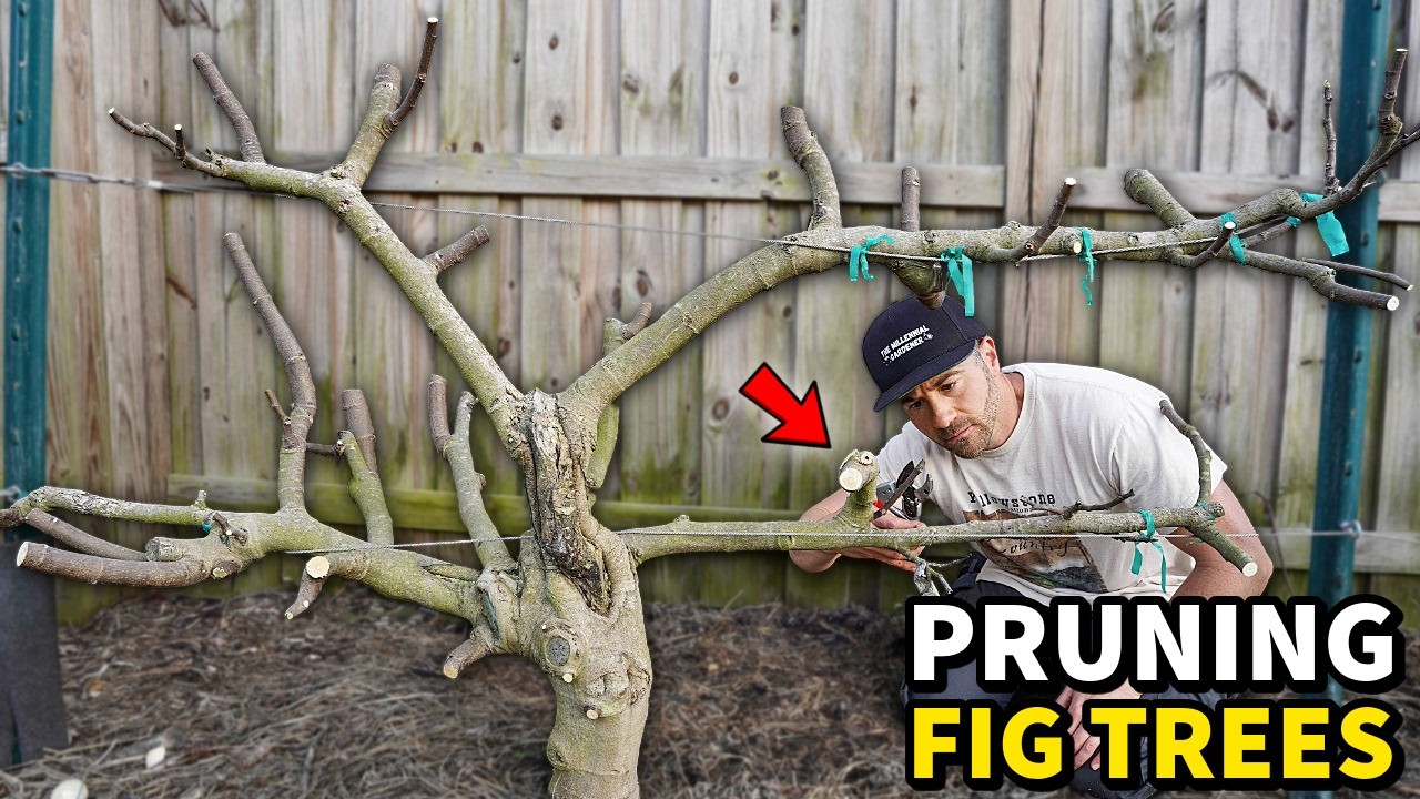 How to Prune Fig Trees for Small Size and MAXIMUM Production!
