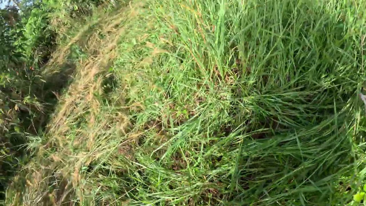 gg Attacking the grass at W1 using Skillsaw blades on the still grasscutters!