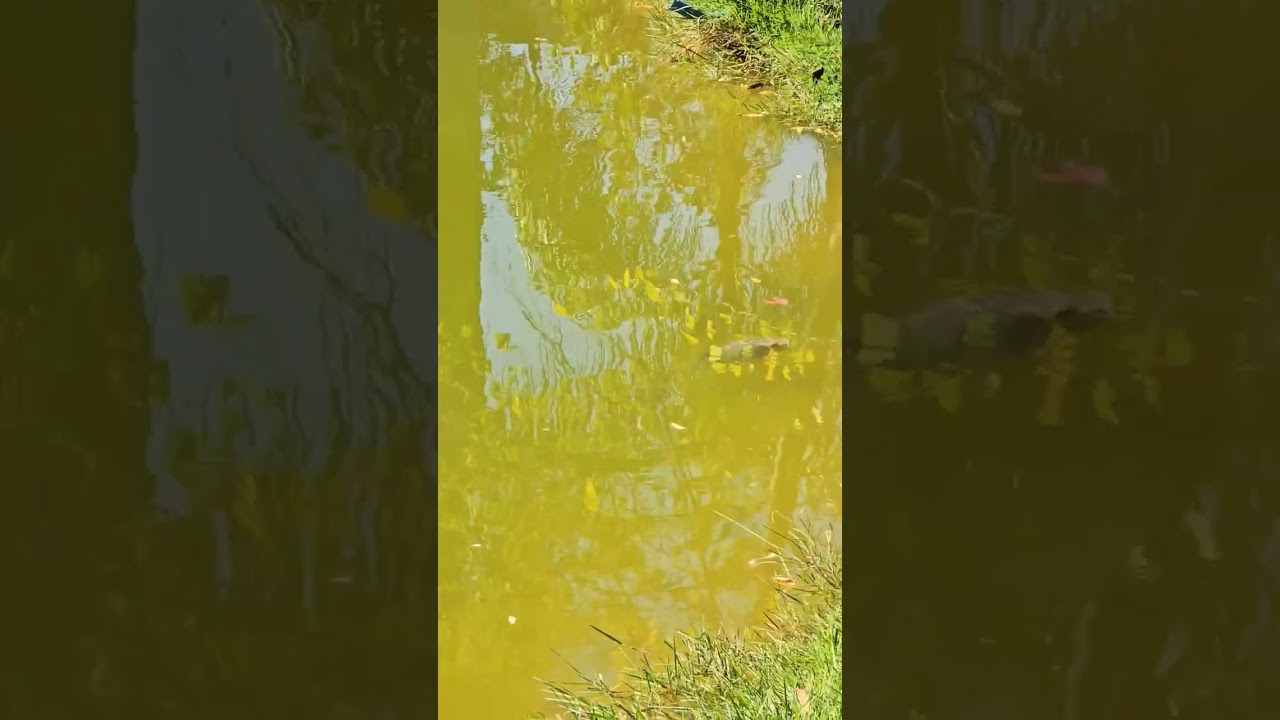 Muitas til&aacute;pias na superf&iacute;cie do rio