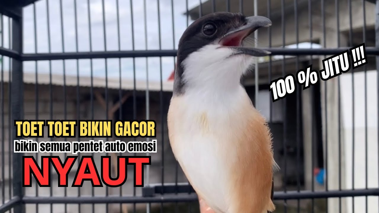 burung cendet gacor ISIAN TERLENGKAP buat PANCINGAN CENDET AGAR BUNYI,, jadikan BURUNG PENTET GACOR