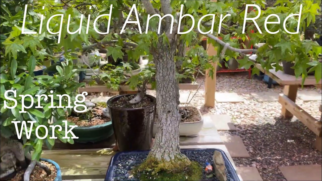 Liquid Ambar Red / Red American Sweet Gum Bonsai / Spring Work / May 2020