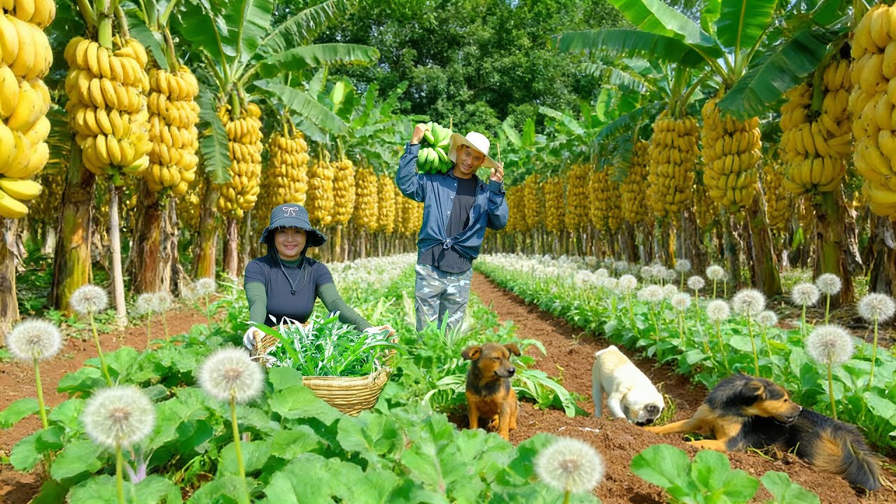 Harvest: Dandelion Greens, Bananas Take To The Market To Sell – Cook With Them – Farm Life