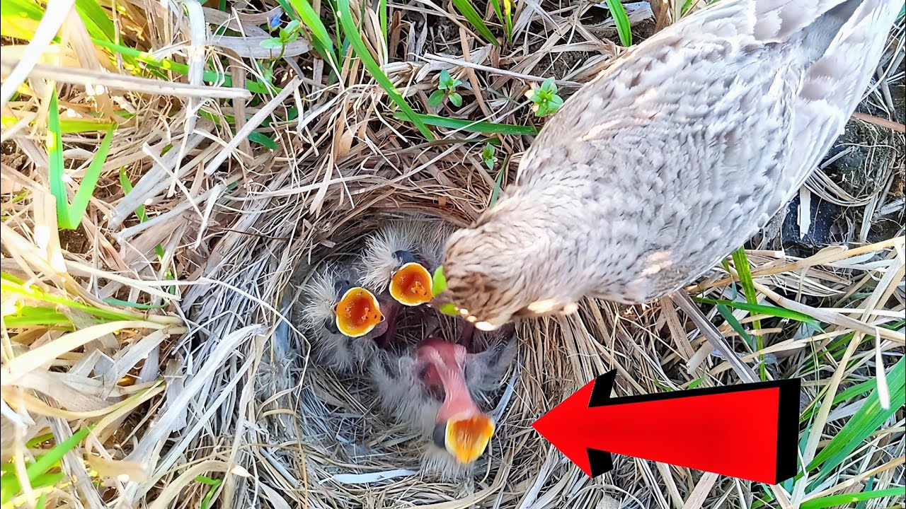 One baby is very hungry but mom feeding two babies @Birdsbabies7786 