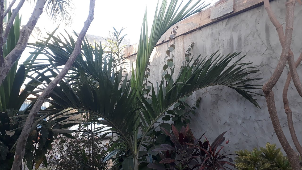 Palmeira veitchea, excelente para quem tem pouco espaço/ Ariela Maia