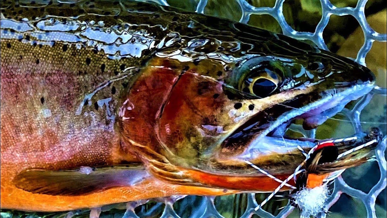 Summer Fly Fishing the Saint Joe River, Idaho