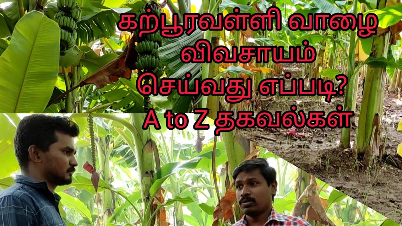 கற்பூரவள்ளி வாழை சாகுபடி/banana tree cultivation Tamil /vaazhai vivasayam Tamil/