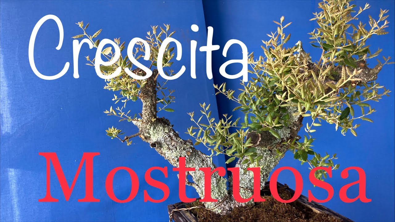 Crescita mostruosa Pre bonsai sughera