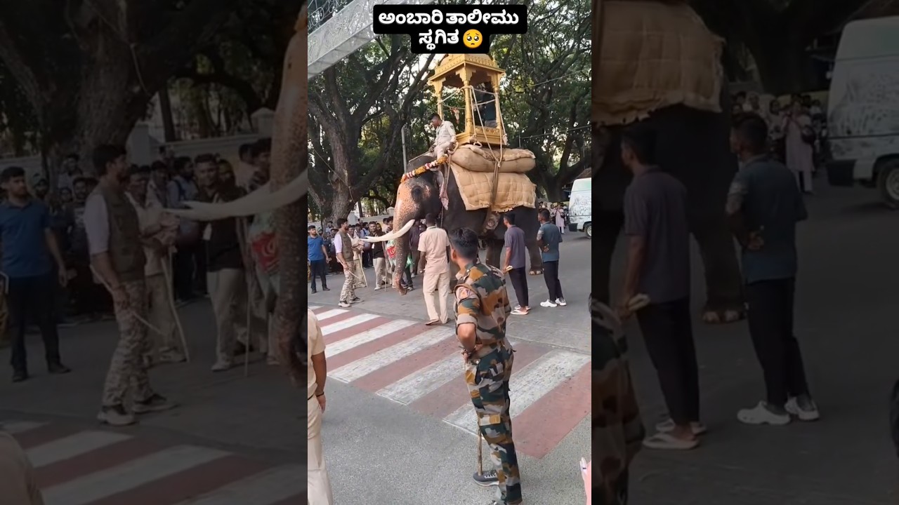 Dasara preparation ✨🙏 ll Mahendra elephant 🐘 ll #shortvideo #nadahabba #mysuru#dasara#mysoredussehra