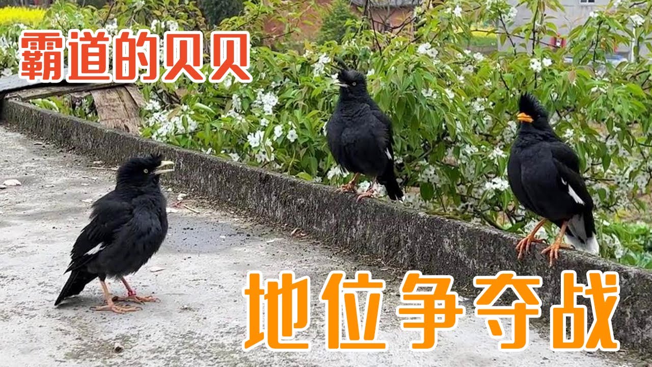 帅帅师徒两个都打不过贝贝，最后被打的喊救命！丨天下一场梦
