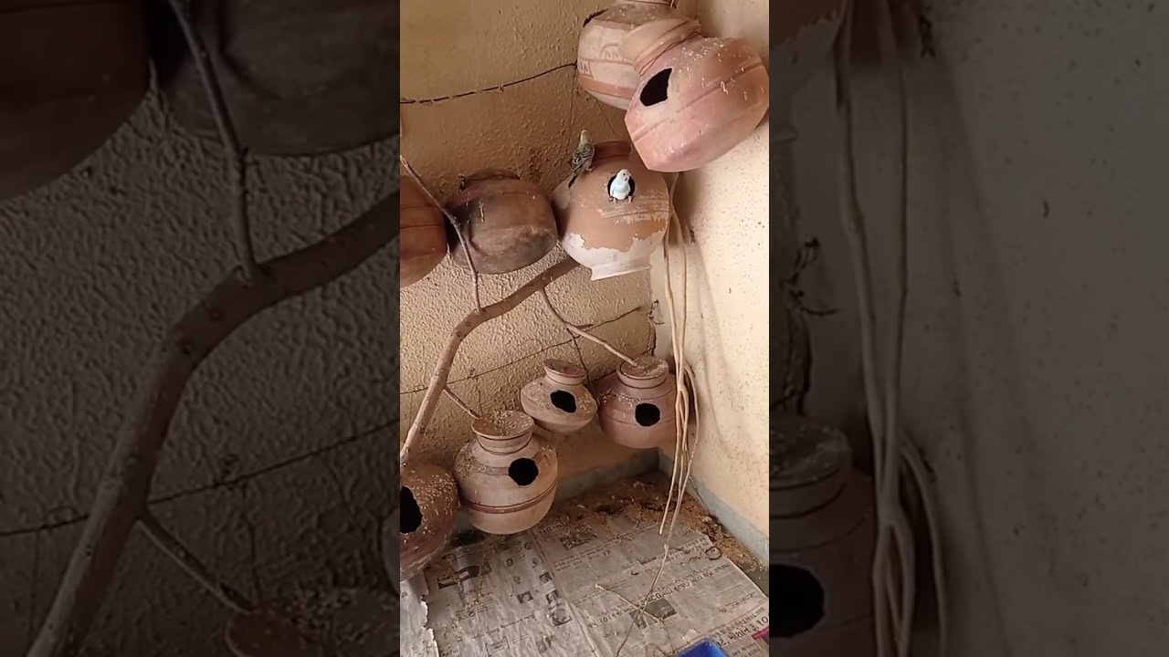 My birds Aviary is live!